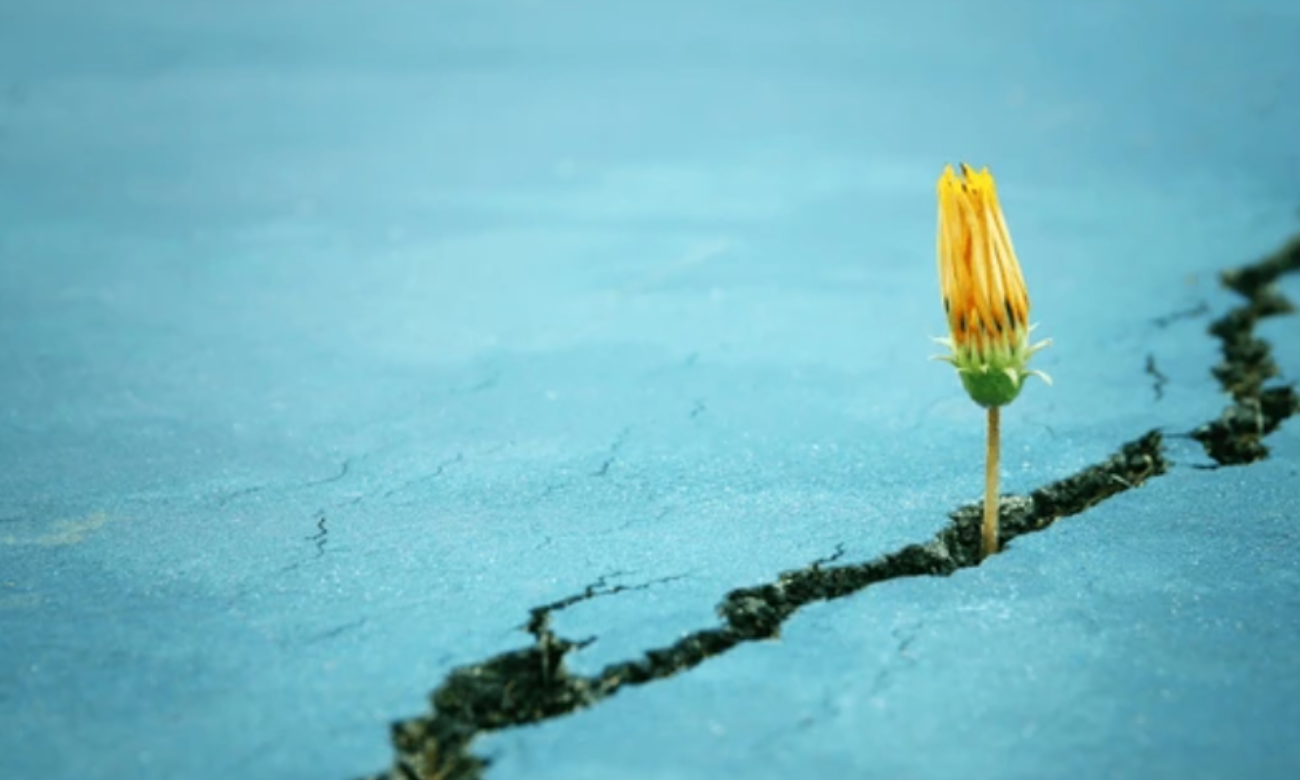 yellow flower blooming through a crack in aqua colored ground